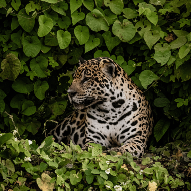 Transpantaneira II - MT